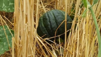 Consumo moderado de calabaza