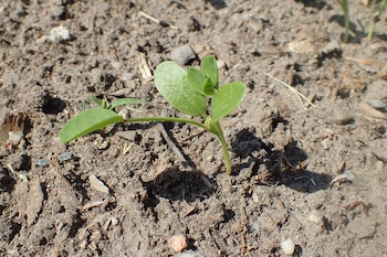 Fenugreek has many properties