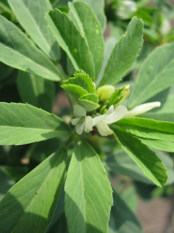 Fenugreek is a plant