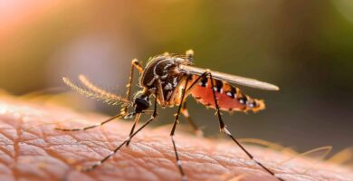 "Eliminar" los mosquitos, una medida que intenta garantizar un verano libre de estos insectos en la costa atlántica.