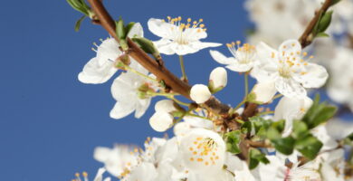 Ataques de primavera de nuevo