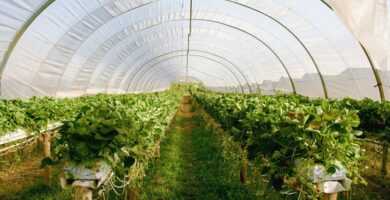 Tenemos un problema con los pesticidas en la agricultura. Y uno más grande con el pánico que generan